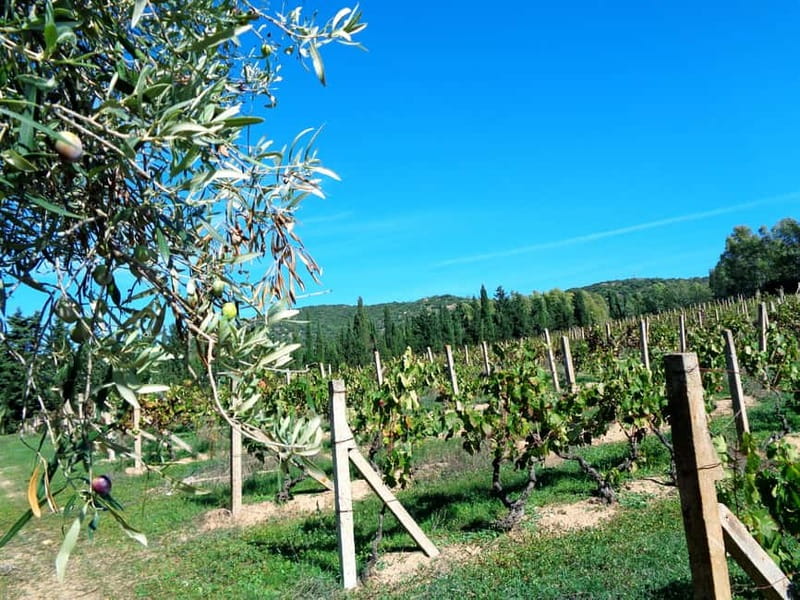 Near Cagliari: The World of Natural Wine at "In Our Garden" - Arriving from Cagliari by road or bus