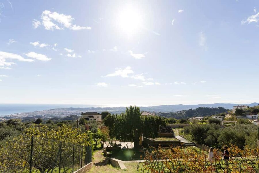 Near Malaga: Mijas Organic Vineyard, 5 Wines, 2 Oils & Tapas - Two olive oils that show Andalusia in a different way