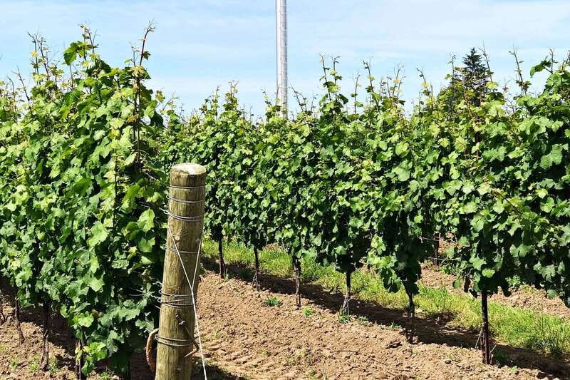 Niagara-on-the-Lake: Wine & Charcuterie Tour with Tastings - Should you book the Niagara-on-the-Lake wine tour?