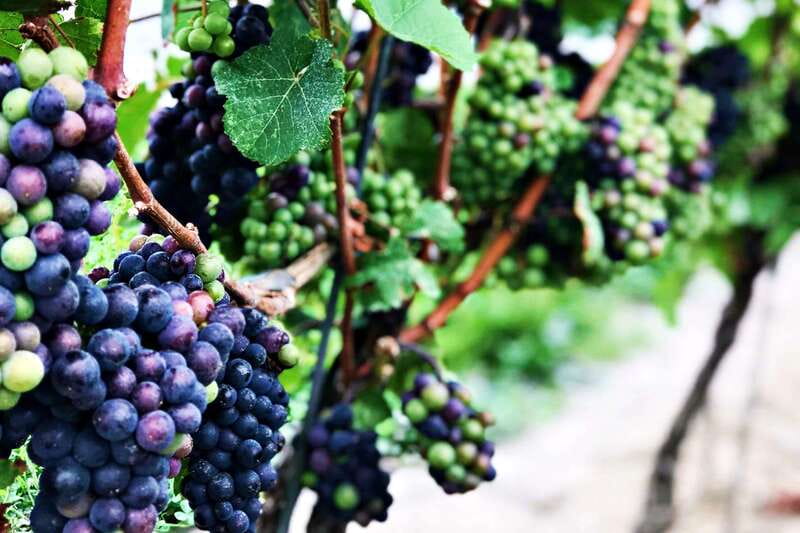 Niagara-on-the-Lake: Wine & Charcuterie Tour with Tastings - Pillitteri Estates starts the wine lesson