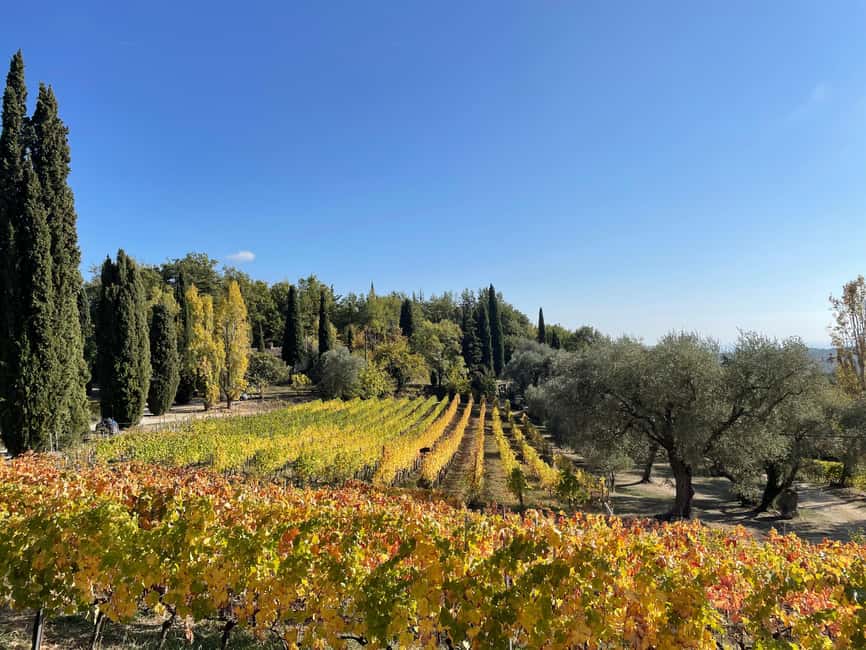 Nice: Full-Day Côtes de Provence Wine Tour - A Provençal village break at midday