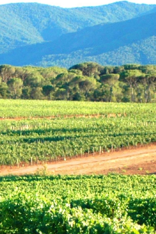 Nice: Full-Day Côtes de Provence Wine Tour - The afternoon visit includes a Cru Classé estate