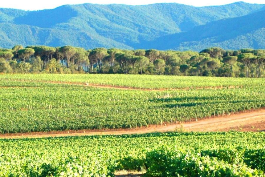 Nice: Full-Day Côtes de Provence Wine Tour - Why the guide makes such a difference