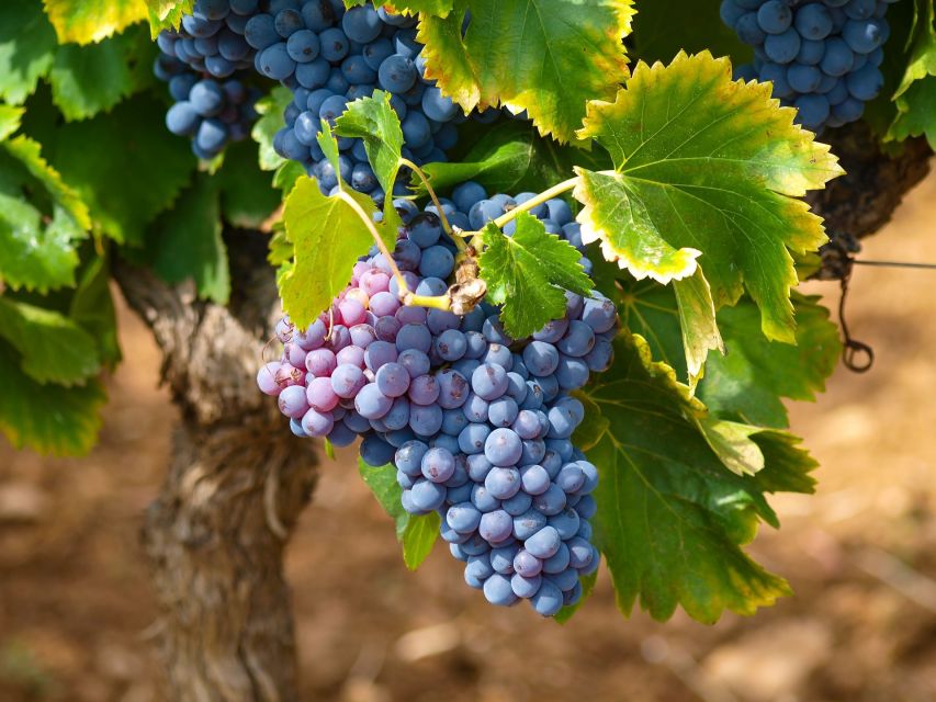 Nice: Half-Day Saint Paul de Vence and Wine Tasting Tour - Who should book this outing?