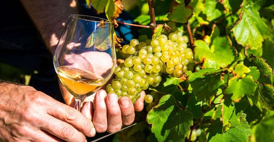 Nice: Provence Village Tour with Wine and Produce Tasting - Opio and the taste of Provence olive oil