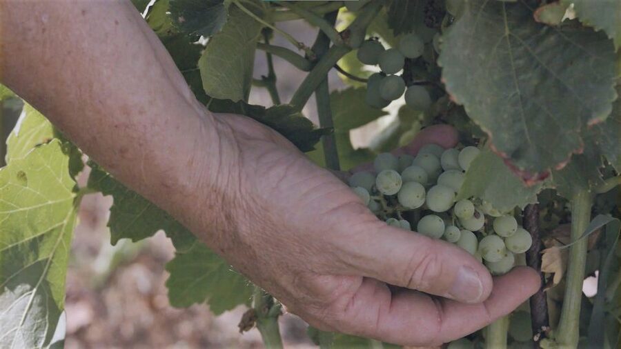 Olbia: Gallura Winery Guided Tour with Tasting - What the price includes