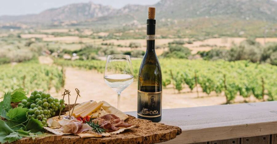 Olbia: Gallura Winery Guided Tour with Tasting - Walking through the vineyard