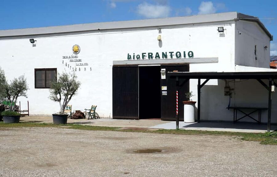 Olive Oil Museum: Extravirgin school - Food & wine tasting - Key points to know before you book