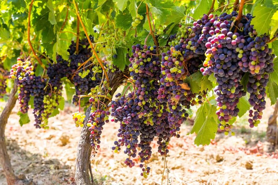 Organic Wine Tasting with Saint paul Half Day Tour from Nice - Saint Paul de Vence, a short visit with a lot to see