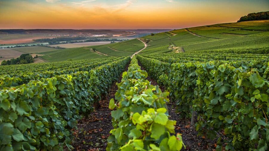 Organic Wine Tasting with Saint paul Half Day Tour from Nice - Leaving Nice around 2:00 PM