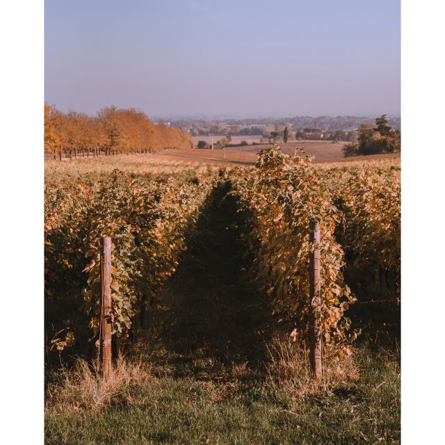 Ozzano Emilia: Guided Cellar Walking Tour with Wine Tasting - Key points to know before booking