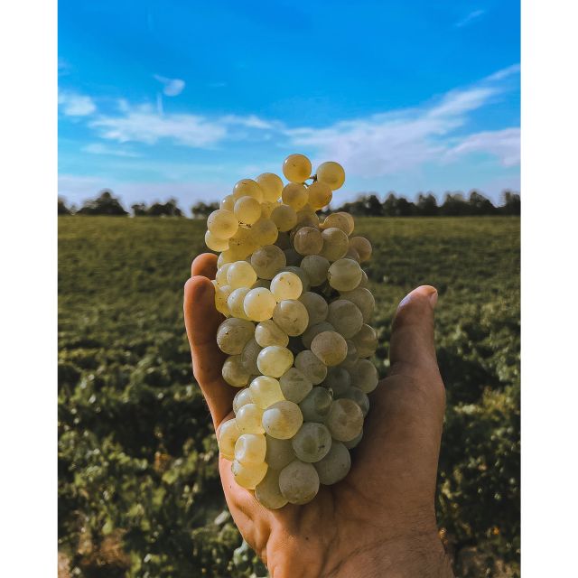 Ozzano Emilia: Guided Cellar Walking Tour with Wine Tasting - Is the $65 price a good value?