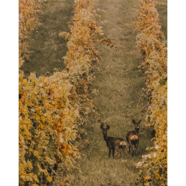 Ozzano Emilia: Guided Cellar Walking Tour with Wine Tasting - Who should book this Ozzano wine tour?