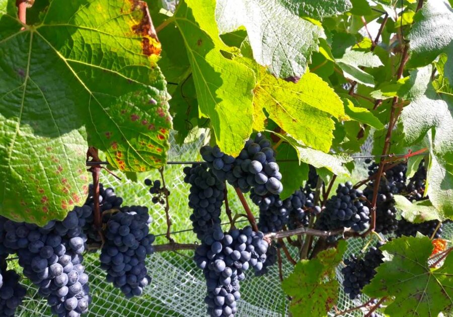 Paihia or Kerikeri: Wine, Spirit, & Craft Beer Tour - The route details need a careful check