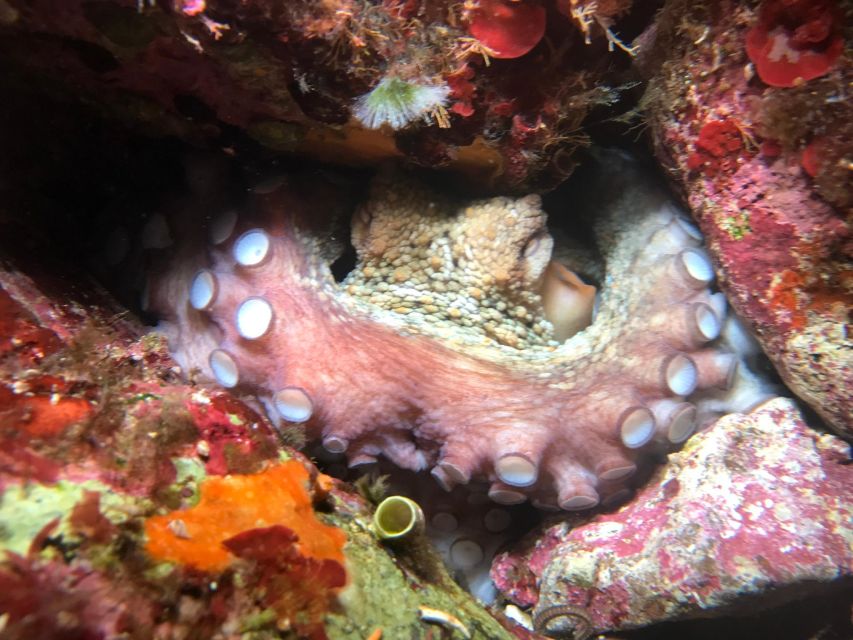 Palermo: Full-Day Snorkeling Boat Tour with Lunch and Wine - Mondello’s turquoise water and flexible pace