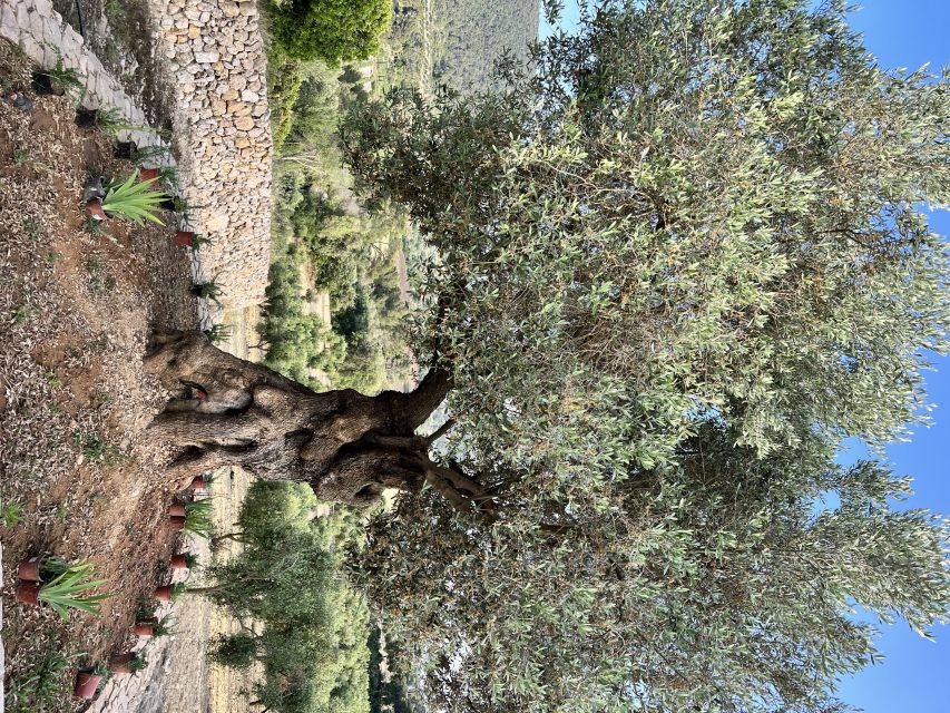 Palma: Orange Farm, Olive Mill, & Winery Tour with Tastings - Practical details before you reserve