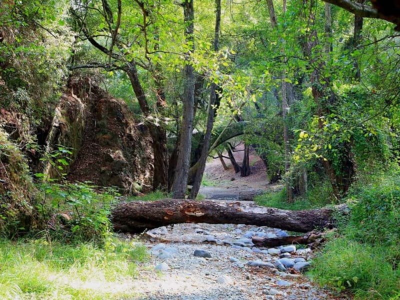 Paphos: Scenic Troodos Mountains Tour with Wine Tasting - Lambouri Winery and two very different Cypriot drinks