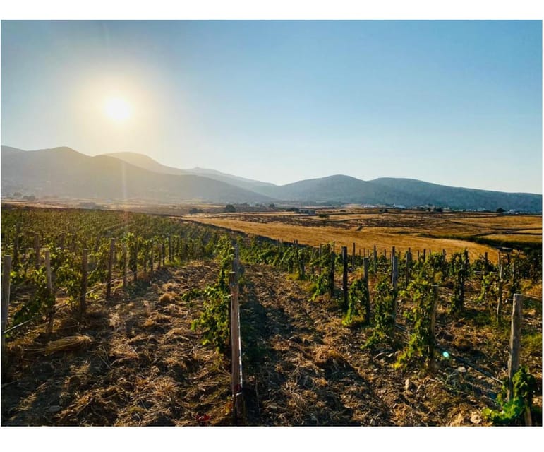 Paros: Wine tasting at Local Winery - Who will enjoy this Paros wine tasting?