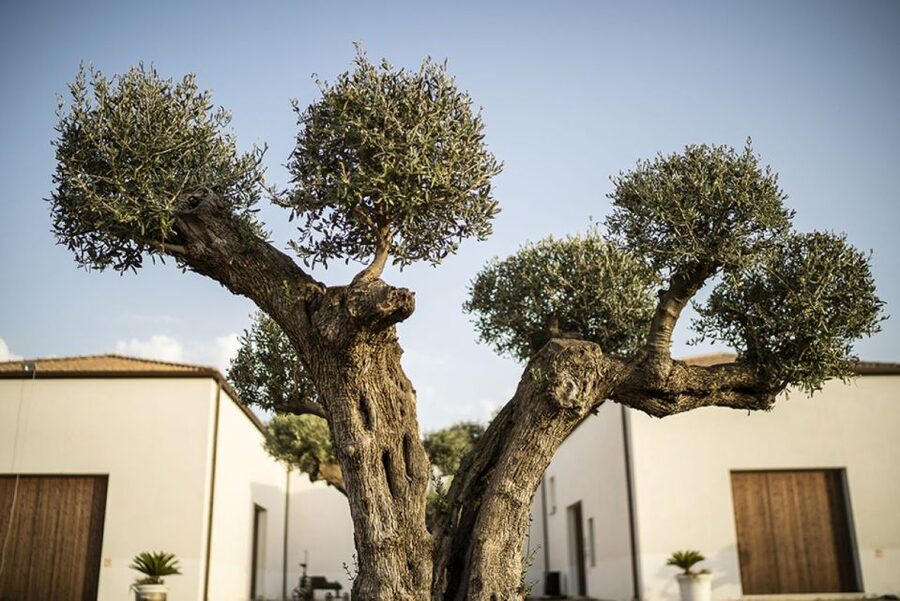 Partinico: Historic Sicilian Vineyard & Wine Tasting Tour - Walking among vines, olives, and citrus