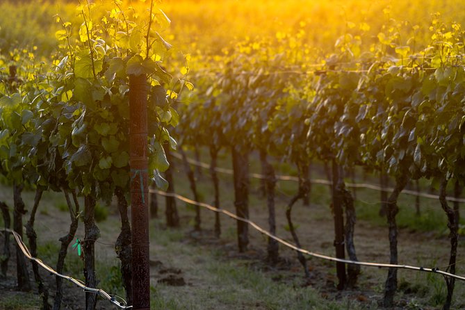 Paso Robles Wine Adventure within the Paso Robles Wine Region - The Main Drawbacks to Consider