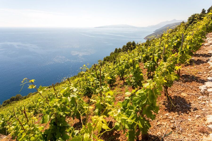 Pelješac Full-Day Wine and Food Tour from Dubrovnik - Why Pelješac makes such a good day from Dubrovnik