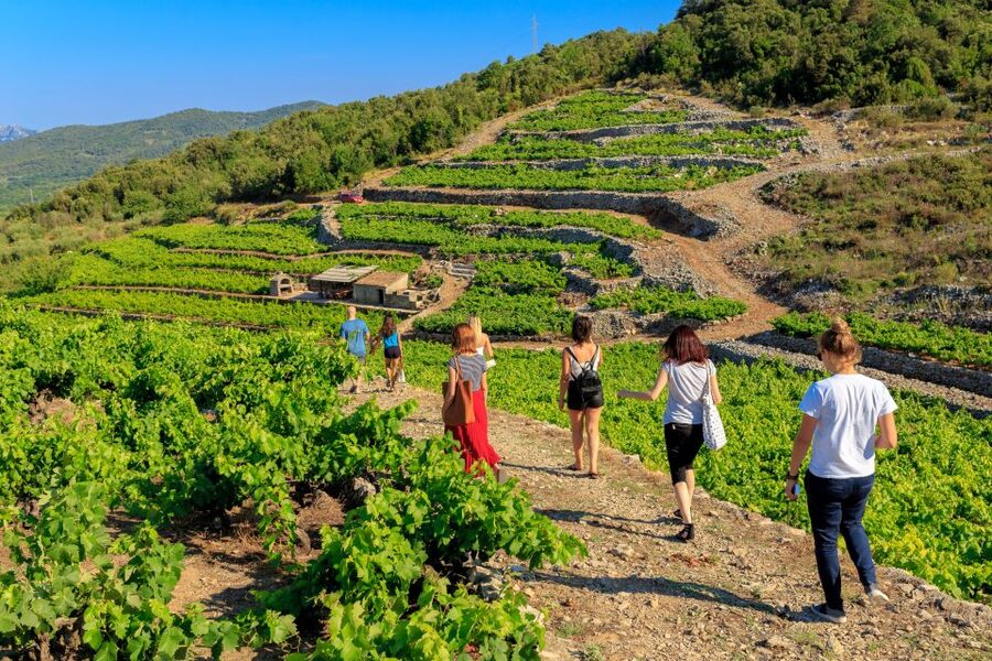 Pelješac Full-Day Wine and Food Tour from Dubrovnik - The second winery and the long Dalmatian lunch