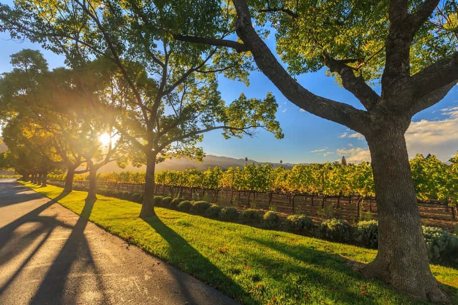 Perth VIP Swan Valley Wine Tour - Premium Small Group Tour - The first cellar door: wine with an artisan cheeseboard