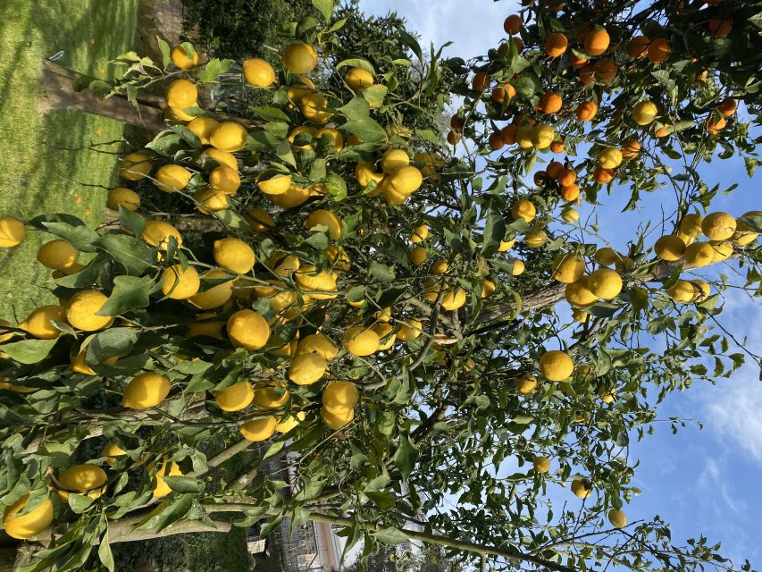 Piano di Sorrento: Cooking Class with Food Tasting and Wine - A garden tour before the cooking begins