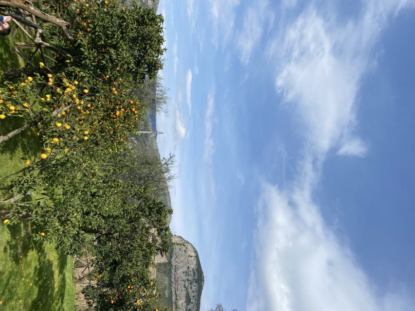 Piano di Sorrento: Cooking Class with Food Tasting and Wine - Eating beneath the citrus trees