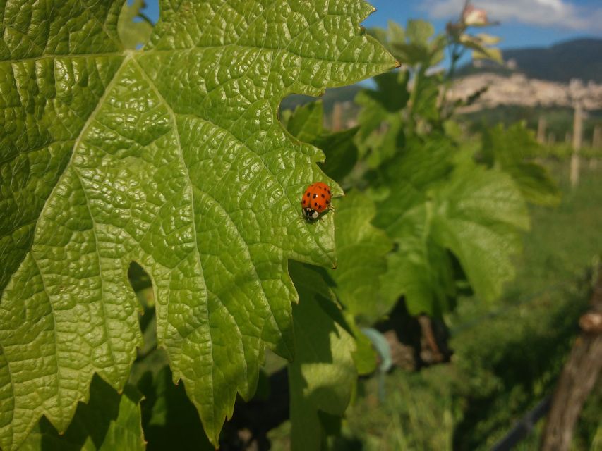 Pic nic Deluxe Assisi and wine tasting 5 wines - Walking the Vineyards and Olive Groves