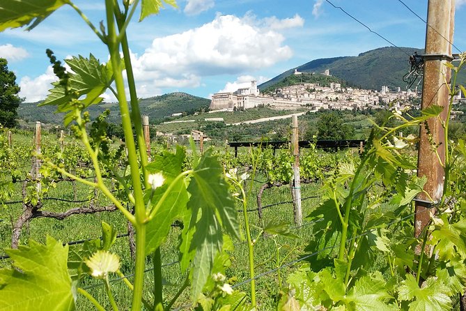 Pic nic Deluxe Assisi for 2 and wine tasting 5 wines - Key points to know before you book