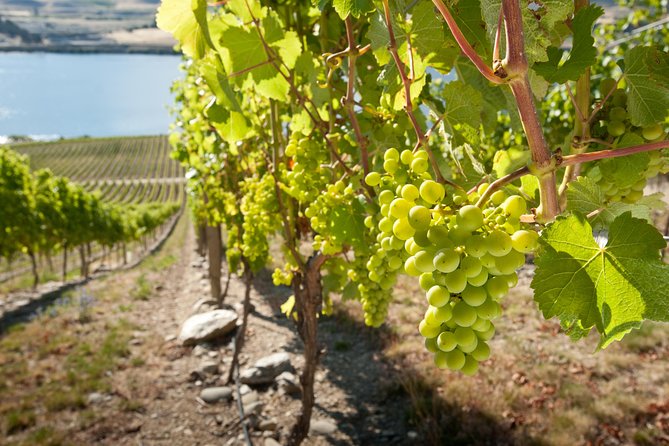 Picton Cruise Ship Shore Excursion Marlborough Wine Tour - Four or five cellar doors, with room for comparison