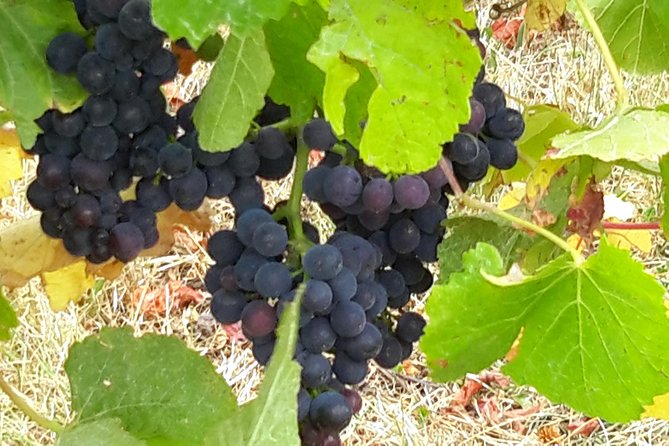 Picton Cruise Ship Shore Excursion Marlborough Wine Tour - Who will enjoy this most?