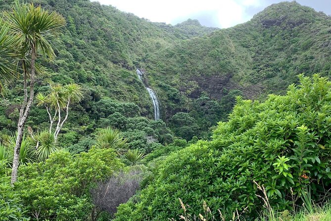 Piha Waitakere Rainforest Wine Tour from Auckland - The guide makes the difference