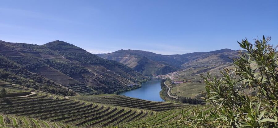 Pinhão: Douro Valley with Wine Tasting, Boat Trip and Lunch - The 50-minute cruise on the Douro