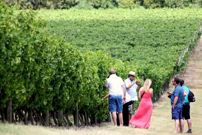 Pizzorno Winery with Lunch and Wine Tasting - Four wines, snacks, and a lesson in Uruguayan grapes