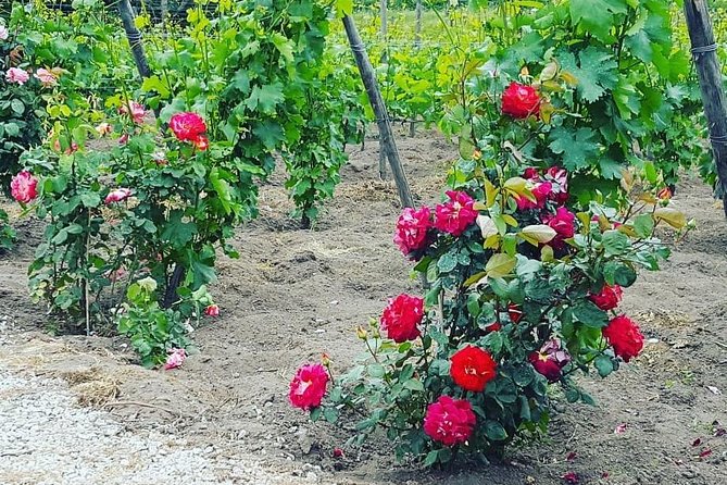 Pompei Archeological site and Wine tasting Experience - Is $1,381.61 per person good value?