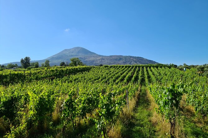Pompeii Guided Tour & Lunch with Superior Wine Tasting - Pickup from Naples or the Amalfi Coast
