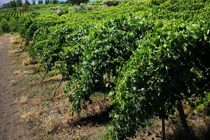 Pompeii Tour & Lunch with Wine Tasting Experience - What arrives at the table