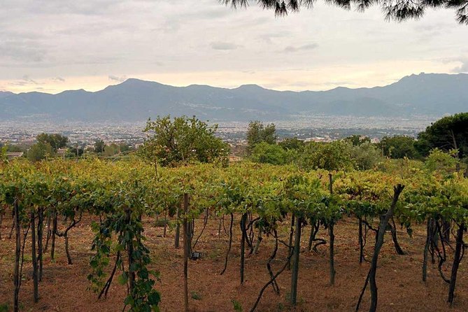 Pompeii & Vesuvius with Lunch & Wine Tasting from Positano - The Positano drive and pickup details