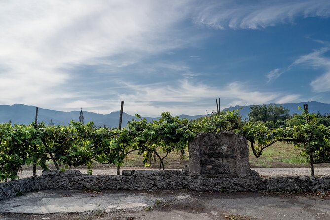 Pompeii Vineyard Escape: Private Wine Tasting & Lunch - Three wines with a substantial Neapolitan meal