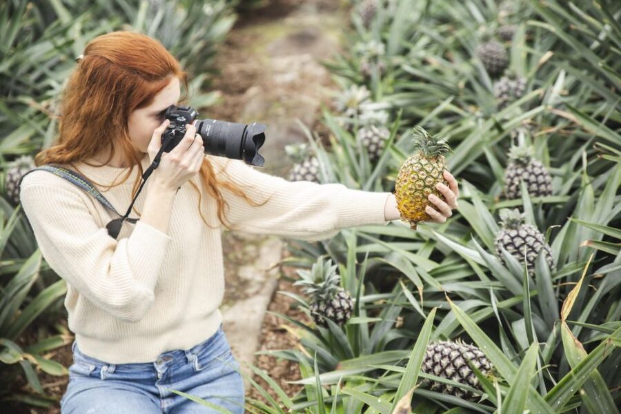 Ponta Delgada: Pineapple wine tasting and pineapple tour - What You Learn About Azorean Pineapples