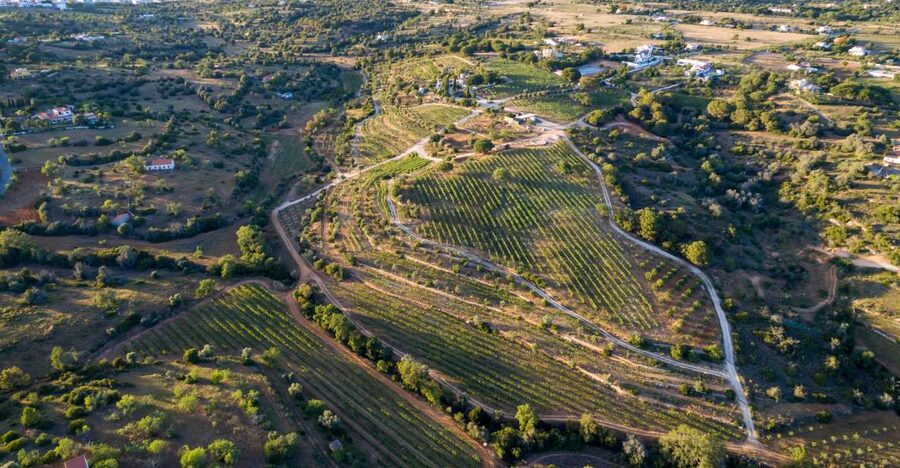Porches: Algarve Vineyard Tour and Wine Tasting Experience - A family vineyard outside Porches