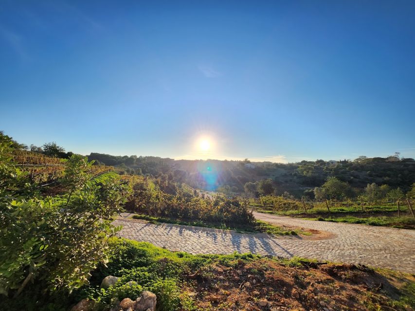 Porches: Algarve Vineyard Tour and Wine Tasting Experience - What happens during the 1.5-hour visit