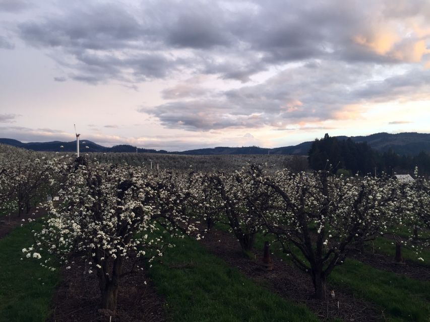 Portland: Mount Hood Wine and Waterfalls Full-Day Tour - Basalt cliffs and the Columbia Gorge