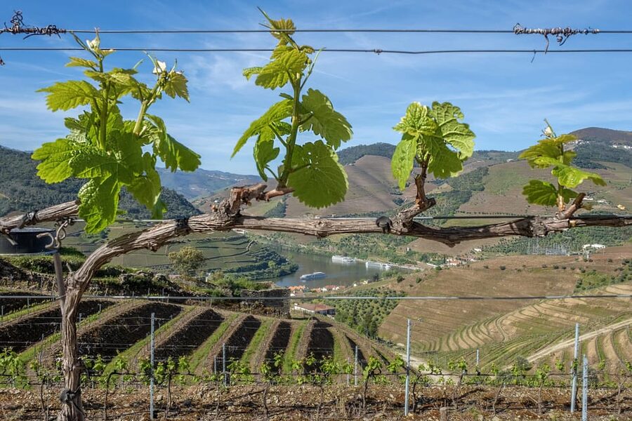 Porto: Douro Valley Wine Tour with a Sommelier & Boat Trip - Who should choose this Douro tour?