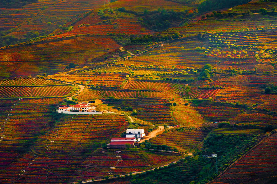 Porto: Douro Valley Wine Tour with a Sommelier & Boat Trip - The second winery and older Port