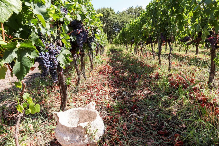 Porto: Douro Valley Wine Tour with a Sommelier & Boat Trip - What the sommelier guide adds