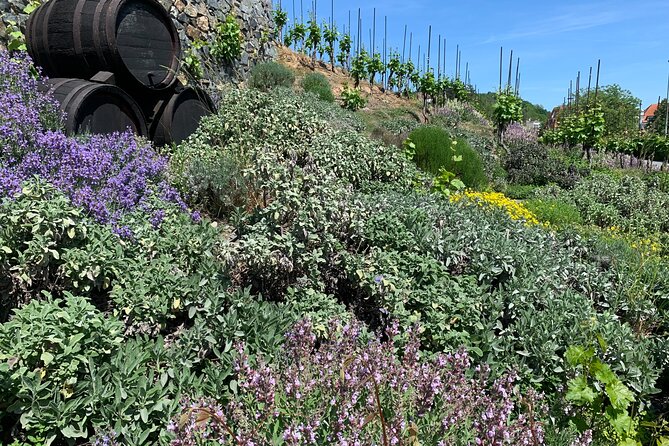 Prague´s Hidden Vineyards Private Tour - Prague’s city vineyards are the real surprise