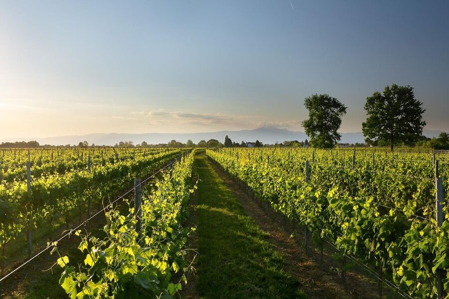 Pramaggiore: Ornella Bellia Winery Guided Tour & Tasting - How the $29 price works for you